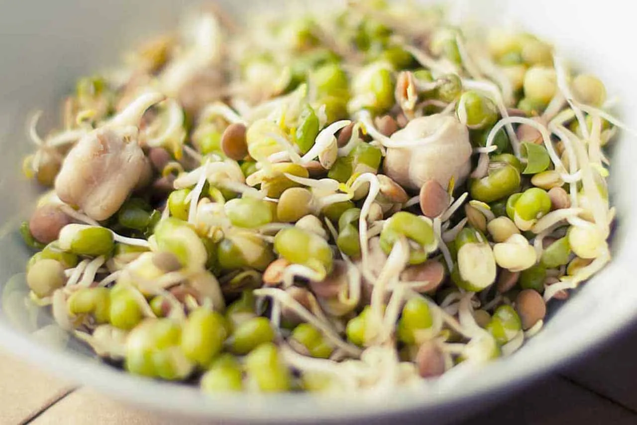 Sprouting Lentils - Laura's Idea