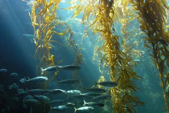 seaweed under ocean - Laura's Idea