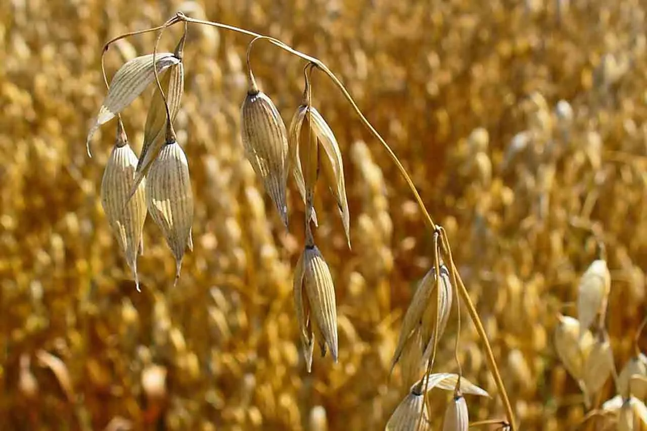 oats - Laura's Idea