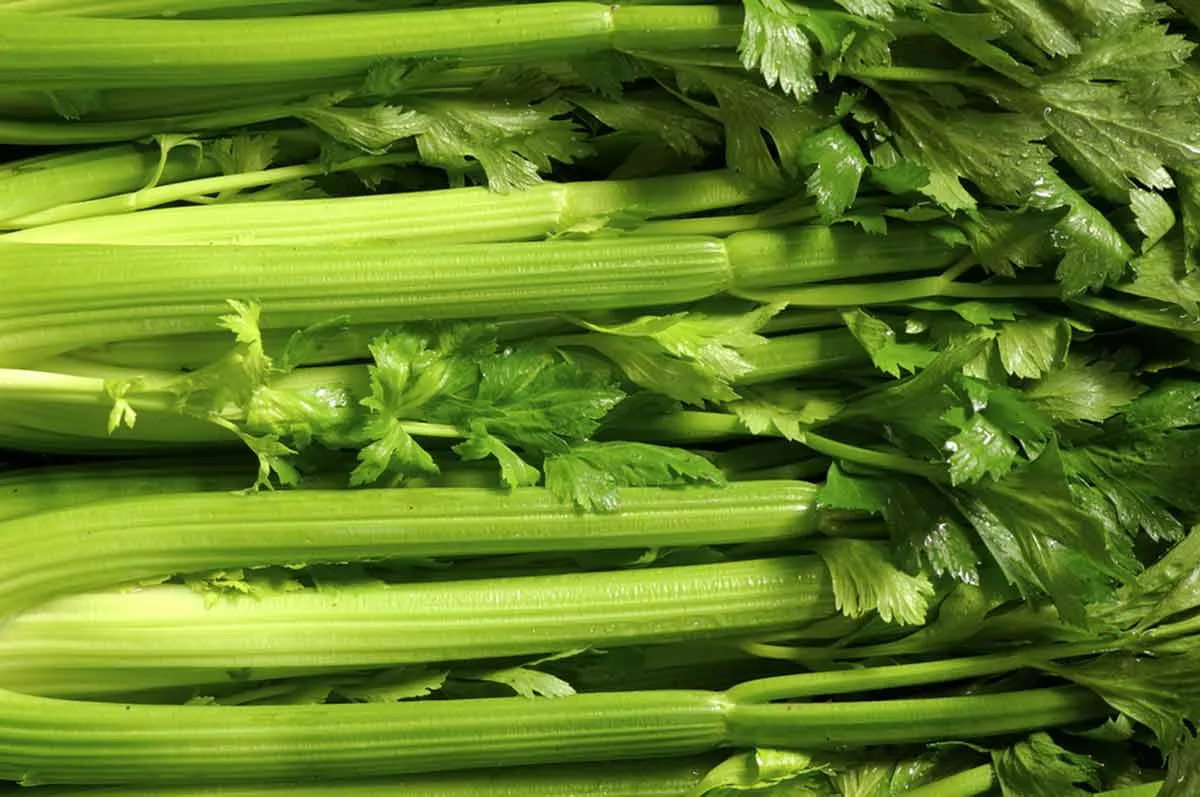 Celery food facts & health benefits - Laura's Idea